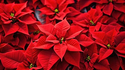 Obraz premium Poinsettia flowers Christmas background. Floral winter season decoration banner. Beautiful Xmas wallpaper. Merry Christmas and Happy New Year 2024 concept..