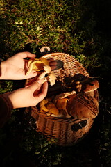Woman's hand holding wild edible mushrooms