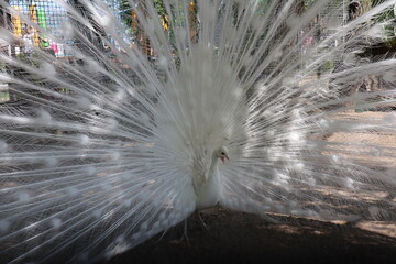 biały paw, ptak , pióra , gracja, white peacock, bird, feathers, grace