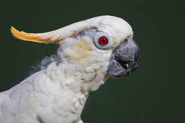 A side profile portrait of a citron crested cockatoo, Cacatua sulphurea citrinocristata. It shows mainly the head with the yellow crest and the beak