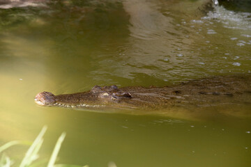 Freshwater crocodiles are grey or olive-brown with ragged dark mottling. 