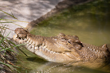 Freshwater crocodiles are grey or olive-brown with ragged dark mottling. 