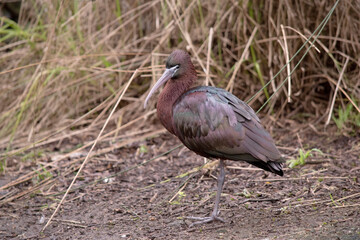 The glossy ibis neck is reddish-brown and the body is a bronze-brown with a metallic iridescent sheen on the wings.
