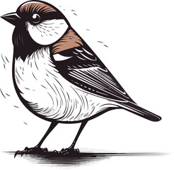 Sparrow bird isolated on a white background. Vector illustration.