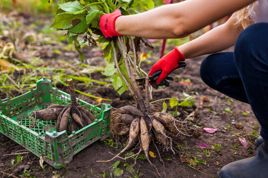 Gardener cutting back dahlia plant using pruner. Preparing tubers for winter storage. Autumn gardening jobs.