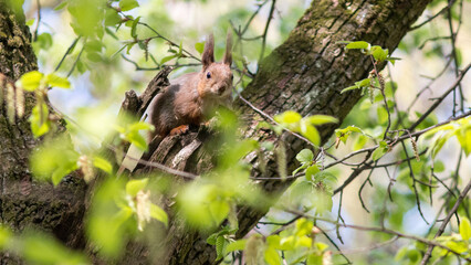 squirrel in the forest