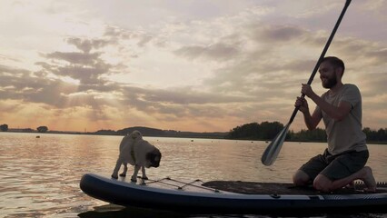 Man paddle boarding at lake during sunset together with pug dog. Concept of active tourism and supping with pets. Brave Dog Standing on SUP Board and enjoy lifestyle on summer vacation