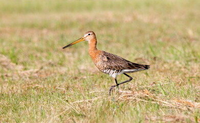 Obraz premium great crested grebe