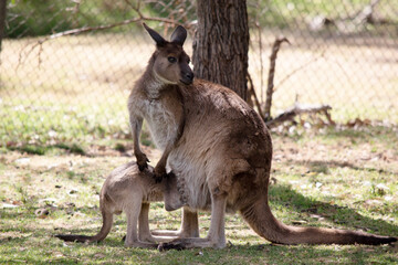 the kangaroo-Island Kangaroo joey is feeding from its mothers pouch