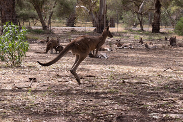 the kangaroo-Island Kangaroo has a light brown body with a white under belly. They also have black feet and paws