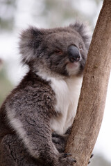 the Koala has a large round head, big furry ears and big black nose. Their fur is usually grey-brown in color with white fur on the chest, inner arms, ears and bottom.