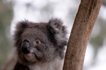 Obraz premium the Koala has a large round head, big furry ears and big black nose. Their fur is usually grey-brown in color with white fur on the chest, inner arms, ears and bottom.