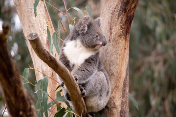 the Koala has a large round head, big furry ears and big black nose. Their fur is usually grey-brown in color with white fur on the chest, inner arms, ears and bottom.
