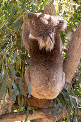 the Koala has a large round head, big furry ears and big black nose. Their fur is usually grey-brown in color with white fur on the chest, inner arms, ears and bottom.