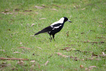 The magpie is a distinctive looking bird, with glossy black and brilliant white markings.