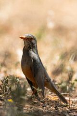 Portrait of an Olive Thrush perched on the ground in Tsavo West National Park.