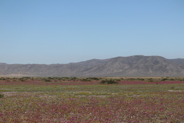 Life Reborn in the Flowering Atacama Desert