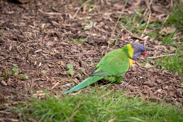 The rainbow lorikeet has a bright yellow-orange/red breast, a mostly violet-blue throat and a yellow-green collar.
