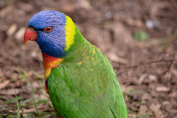 The rainbow lorikeet has a bright yellow-orange/red breast, a mostly violet-blue throat and a yellow-green collar.