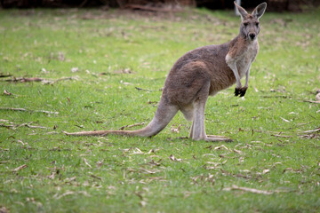 Male red kangaroos have red-brown fur. They have shortened upper limbs with clawed paws. They have a narrow head, long nose and long pointed ears