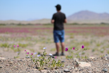 Life Reborn in the Flowering Atacama Desert