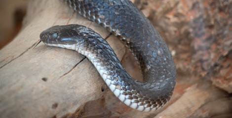 the tiger snake is slithering up the tree branch