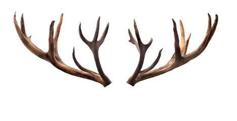 Deer antlers isolated cutout on transparent