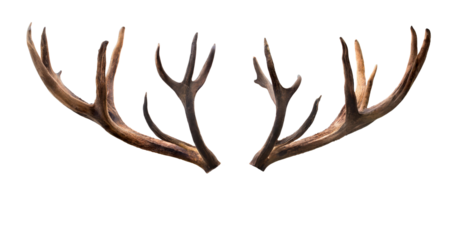 Deer antlers isolated cutout on transparent