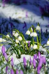 Foto auf Glas spring crocus flowers © franziskahoppe