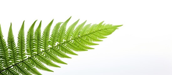 A white background showcases a detailed view of a leaf from a tree fern