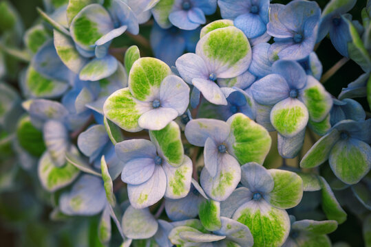 Macro blossom Hydrangea Magical Revolution with blue and green petals.