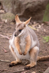 The Yellow-footed Rock-wallaby is brightly coloured with a white cheek stripe and orange ears. It is fawn-grey above with a white side-stripe, and a brown and white hip-stripe.