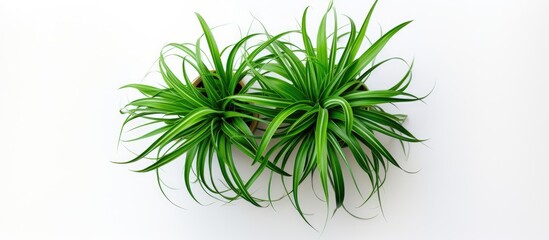 Naklejka premium A spider plant seen from above