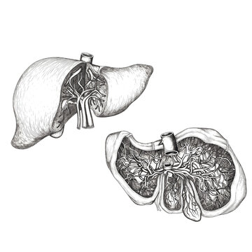 detailed black and white liver anatomy clip art preview