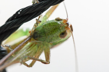 close up of a grasshopper