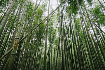 Green bamboo at the Arashiyama Bamboo Forest.