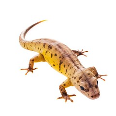Naklejka premium Texas blind salamander Eurycea rathbuni
