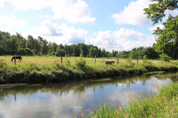 Fototapeta na wymiar River landscape, Horses on a pasture, Confluece of Örtze and Wietze rivers in Müden | Hiking the 
