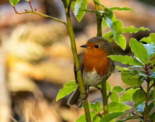 robin on a branch
