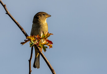 Sparrow perched on a branch with bight blue sky background 