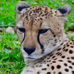 leopard in the grass