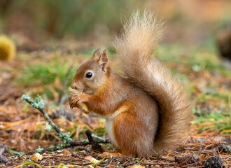 Naklejka na ściany i meble Cute little scottish red squirrel in the woodland