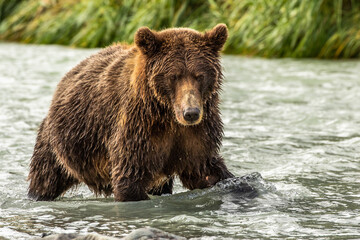 Fototapeta premium fishing bear