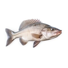 Fototapeta premium Barramundi