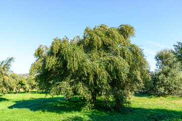 Olive tree with branches loaded with olives ready to harvest. Heraklion, Crete, Greece.