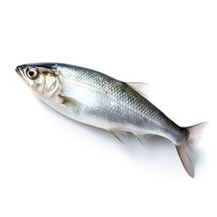 Obraz premium Atlantic herring