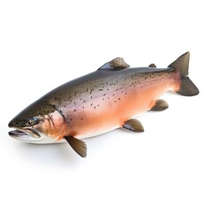 Atlantic salmon