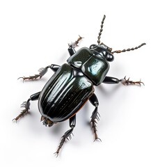 Fototapeta premium Bess beetle