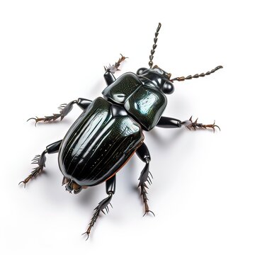Bess beetle