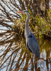 great blue heron